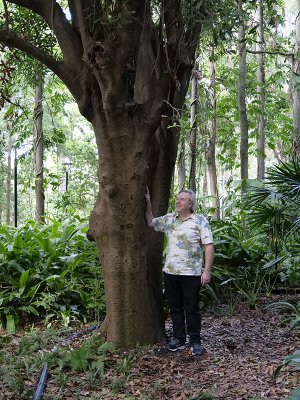 Dr Craig Hardner, pictured with the world’s oldest living cultivated macadamia tree, planted in the Brisbane Botanic Gardens in 1858. Image: UQ